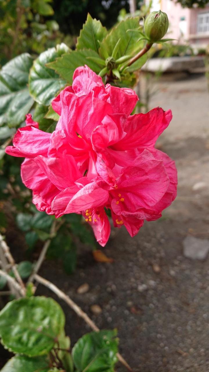 קנטינג Ching Ji Ming Inn מראה חיצוני תמונה